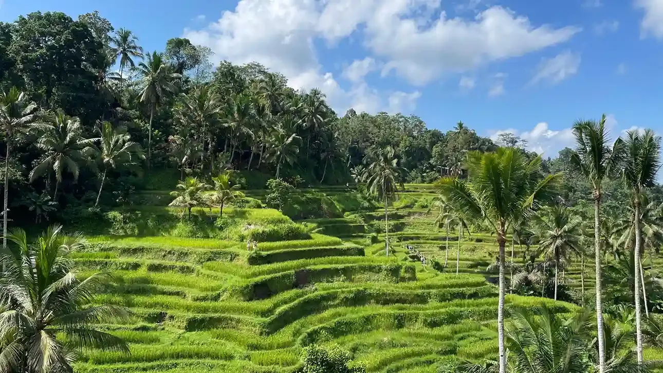 Terraced rice fields near Ubud, Bali